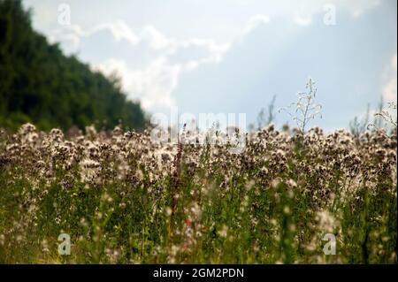 semi di dente di leone bloccati in erba, in estate Foto Stock