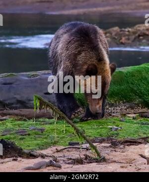 Primo piano di un orso grizzly alla ricerca di cibo su una banca sabbiosa e erbosa nella Kutzmeyteen Inlet nella British Columbia Foto Stock