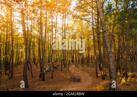Un percorso attraverso la foresta riservata Itshyrwat a Shillong, Meghalaya, India. Il bagliore arancione dal sole mornign filtra attraverso i pini. Foto Stock