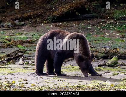 L'orso Grizzly che cammina su un banco di sabbia nell'insenatura di Kutzeymateen nella Columbia Britannica. Foto Stock