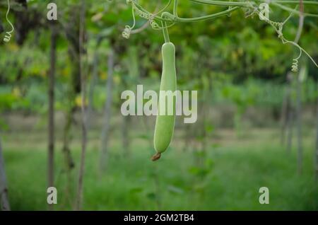 GOURD VERDE SOSPESO LUNGO CON FOGLIE VERDI CON SFONDO VERDE. INDIANA LAUKI VEGETALI PIANTA NEL GIARDINO. Foto Stock