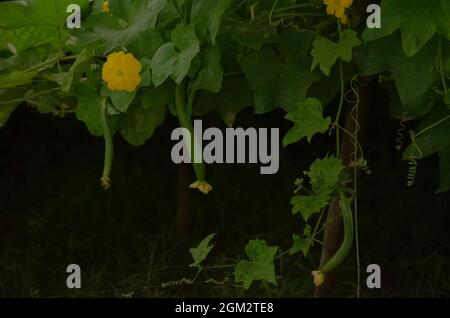 MACRO CLOSE UP, FIORE GIALLO BRILLANTE E FRUTTO DI GOURD DI CRESTA (LOOFAH, GOURD AMARO E GOURD DI SERPENTE) CON SFONDO VERDE SFOCATO. CRESTA SOSPESO ANDARE Foto Stock