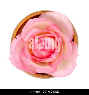 Fiore di rosa, in una ciotola di legno. Testa di fiore di colore rosa chiaro fresco di una rosa giardino, conosciuta anche come Cina, cinese o rosa bengala, rosa chinensis. Foto Stock
