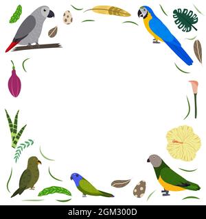 Modello di cornice con uccelli esotici cartoni animati. Composizione rettangolare tropicale con pappagalli grigi africani, macaw e kea, pioni e senegalesi. Design per bambini asilo. Illustrazione Vettoriale