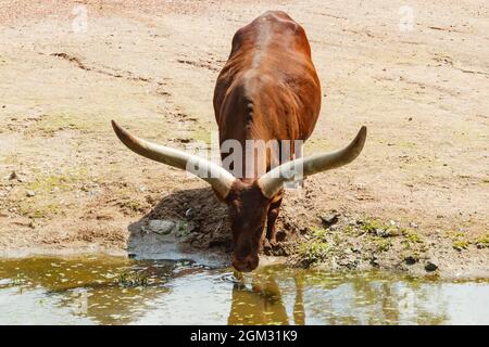 Una grande mucca di Watusi cornuta che beve in un laghetto Foto Stock