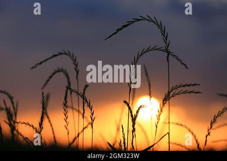 vista al tramonto attraverso l'erba gry sul prato Foto Stock