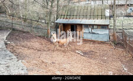 Cervo rosso europeo maschio con grandi corna nello zoo Foto Stock