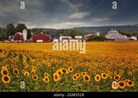 NJ Sunflower Farm - campo di girasole (Helianthus annuus) in una fattoria di campagna del New Jersey. Visto nella fattoria di lavoro sono le stalle rosse e silos dietro che l Foto Stock