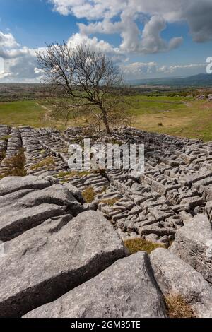 Pavimenti calcarei, Newbiggin dirupi, Cumbria, Regno Unito Foto Stock