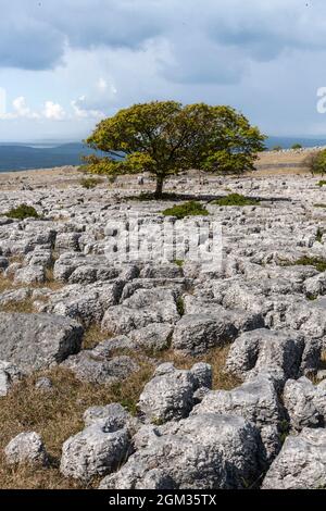 Pavimenti calcarei, Newbiggin dirupi, Cumbria, Regno Unito Foto Stock