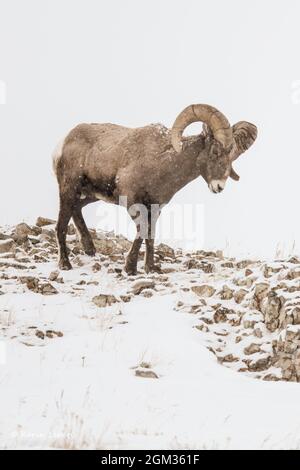 Pecora di Bighorn (Ovis canadensis) nel Parco Nazionale di Yellowstone durante l'inverno