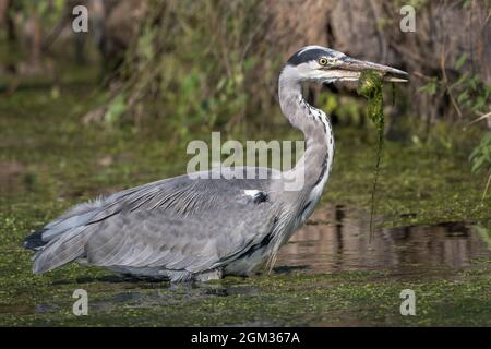 Airone grigio che gode di pesce e alghe pescato da stagno locale Foto Stock