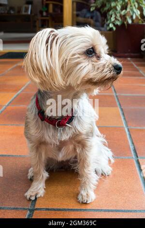 Yorkshire Terrier di tre anni Foto Stock