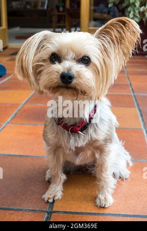 Yorkshire Terrier di tre anni Foto Stock