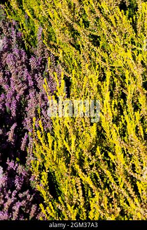 Giardino Heather Calluna Gold Haze Calluna vulgaris fiori, fioritura all'inizio dell'autunno settembre piante ornamentali giallo inizia a fiorire a fine estate Foto Stock