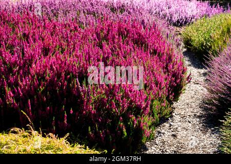 Red Heather Calluna vulgaris 'Dark Beauty' e percorso giardino attraverso le eriche fiorite confine inizio autunno Foto Stock