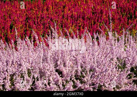 Red Calluna vulgaris 'Yellow Beauty' Rosa Heather Calluna vulgaris 'Elsie Purnell' Ornamental primi fiori d'autunno in giardino Foto Stock