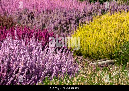 Autunno giardino erica Calluna vulgaris colorati fiori misti Foto Stock