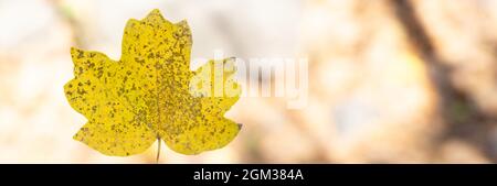 Banner in acero giallo in mano con sfondo sfocato per il testo Foto Stock