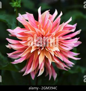 Dalia Foto Stock