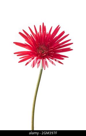 rosso scuro gerbera margherita fiore isolato su sfondo bianco Foto Stock