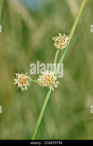 Testa rotonda Club-rush - scirpoides holoschoenus Foto Stock