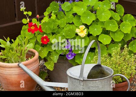 Un annaffiatoio galvanizzato, pentole e piantatrici Foto Stock