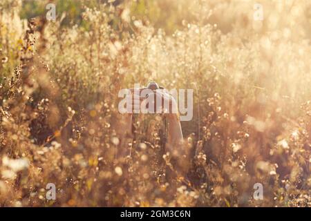 Donna nascosta in alto campo di erba tenendo la macchina fotografica nelle mani e scattare foto, sole ora d'oro Foto Stock
