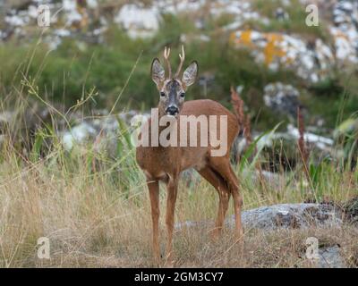 Allerta cervi di Roe che staring prima del volo Foto Stock