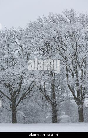 Querce in un paesaggio innevato in Svezia Foto Stock