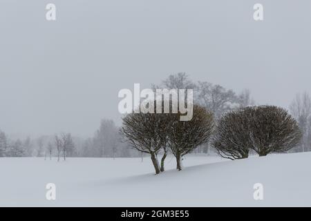 Un paio di cespugli in un paesaggio innevato in Svezia Foto Stock