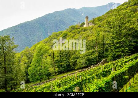 Vista della chiesa romanica di San Bernardo circondata da castagneti nel villaggio di Curzutt, accessibile solo a piedi dalla Sementina e dal Monte Carasso o. Foto Stock