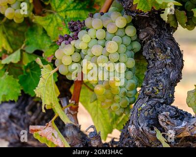 Un mazzo di uve bianche sulla vite pronta per Harvest.Napa Valley California Foto Stock