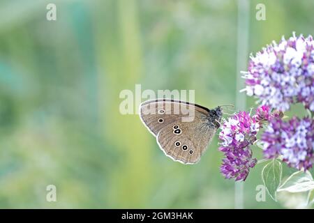 Aphantopus iperantus, farfalla ringlet schmetterling alimentazione su un fiore di colore viola Foto Stock
