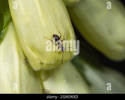 Black Garden ANT su Foxglove Flower Foto Stock