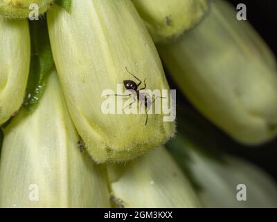 Black Garden ANT su Foxglove Flower Foto Stock