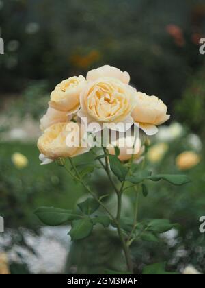 Rosa 'Roald Dahl', gruppo di fiori d'arancio Foto Stock