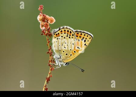 Grande farfalla di rame femmina, seduta su erba colorata al crepuscolo. Vista laterale, primo piano. Sfondo sfocato. Genere specie Lycaena dispar. Foto Stock
