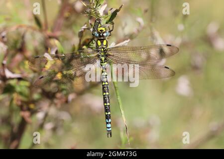 Southern hawker (Aeshna cyanea) Foto Stock