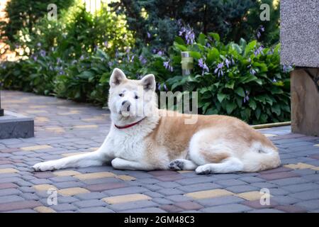 L'anziano Akita Inu si trova nel cortile e protegge la casa. Mi sono innamorato degli animali domestici. Cane giapponese, Spitz Foto Stock