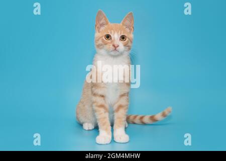 Piccolo gattino grel di colore rosso, su sfondo blu Foto Stock