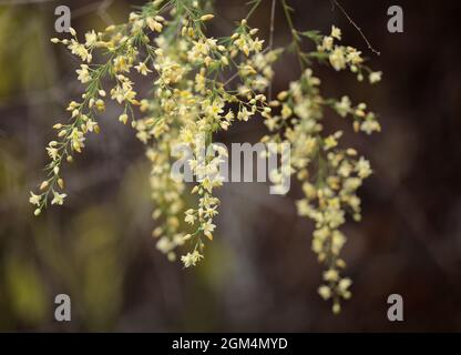 Flora di Gran Canaria - Asparagus scoparius naturale macro sfondo floreale Foto Stock