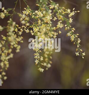 Flora di Gran Canaria - Asparagus scoparius naturale macro sfondo floreale Foto Stock