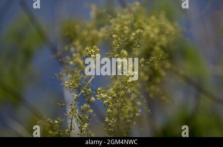 Flora di Gran Canaria - Asparagus scoparius naturale macro sfondo floreale Foto Stock