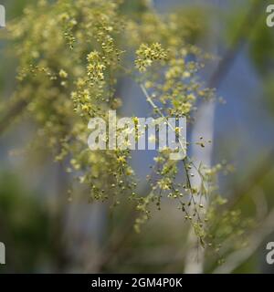 Flora di Gran Canaria - Asparagus scoparius naturale macro sfondo floreale Foto Stock