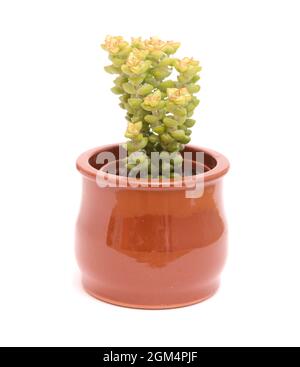 Piccola succulenta Crassula marnierana, comune nome Jade Necklace, isolata su bianco Foto Stock