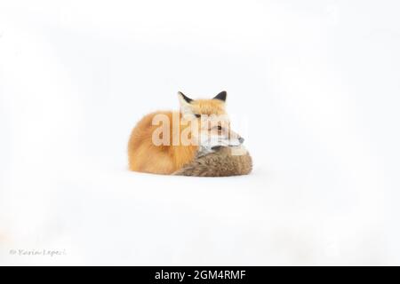 Volpe rossa (Vulpes vulpes) accovacciata di neve contro il freddo inverno di Yellowstone Foto Stock