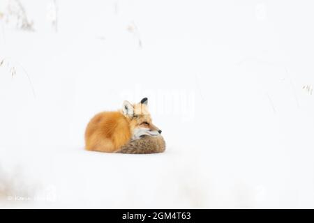 Volpe rossa (Vulpes vulpes) accovacciata di neve contro il freddo inverno di Yellowstone Foto Stock