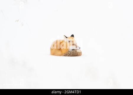 Volpe rossa (Vulpes vulpes) accovacciata di neve contro il freddo inverno di Yellowstone Foto Stock