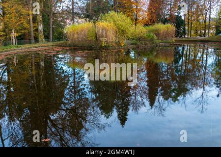 Solmsee nel Baden-Baden, im Herbst, Bäume spiegeln sich im Wasser Foto Stock